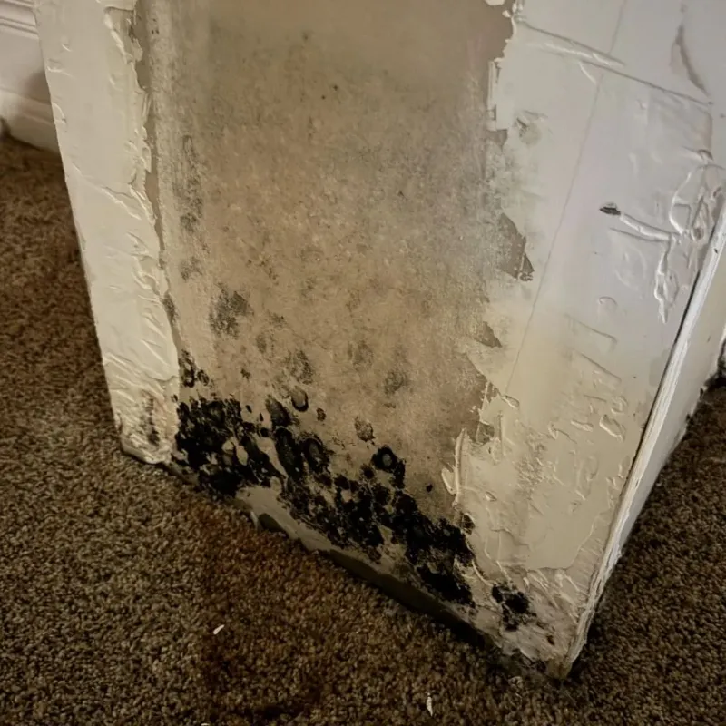 Professional Mold Removal in Socorro, TX